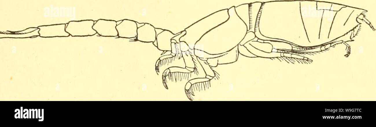 Archive image from page 134 of Cumacea (Sympoda) (1913). Cumacea (Sympoda)  cumaceasympoda00steb Year: 1913 ( Cumacea: 11. Diastylidae, 3. Diastylopsis 111 themselves concealed by those of segment 3, which in both sexes are strongly produced backwards: 4 segment very long, tirmly united to the 3 5 with a pair of ventral teeth. 5'' pleon segment not longer than 6: telson in 6     Fig. 66. D. dawsoni ( juv.) S. I. Smith (after Caiman). Stock Photo