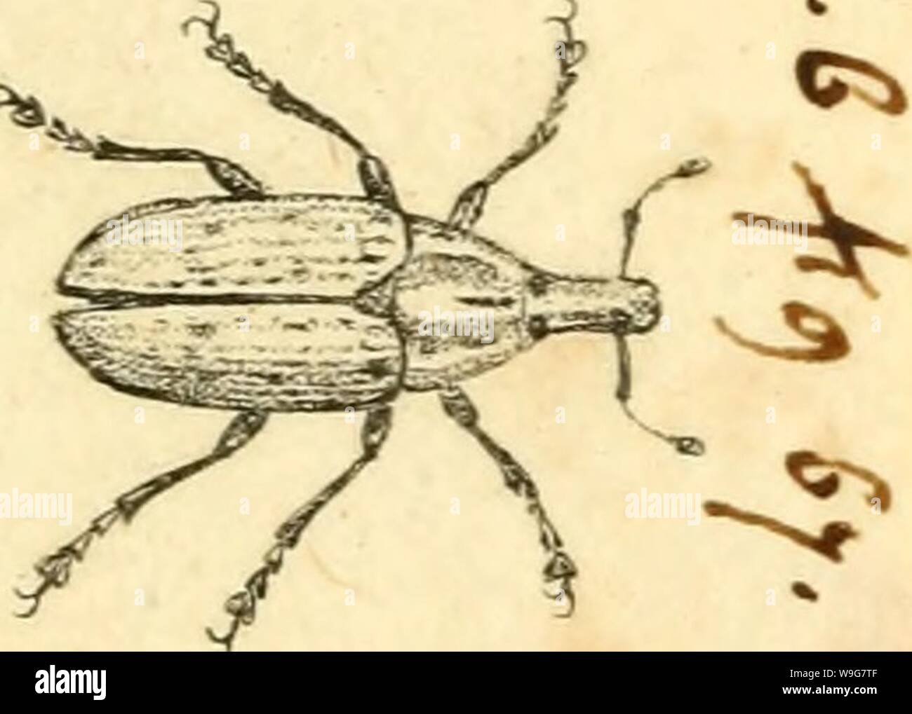 Archive image from page 134 of [Curculionidae] (1800) Stock Photo