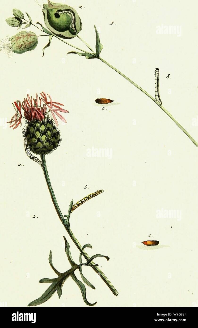 Archive image from page 136 of Geschichte europäischer Schmetterlinge (1806). Geschichte europäischer Schmetterlinge  CUbiodiversity1742385-9605 Year: 1806 ( -£trv, -Jßcpdapt. PT feontefr-tz, IT. , M. 3.    3. o.  £7toJ&lt;z6z, Z . a-, ö. c , OknAx7fa£irj. . Stock Photo
