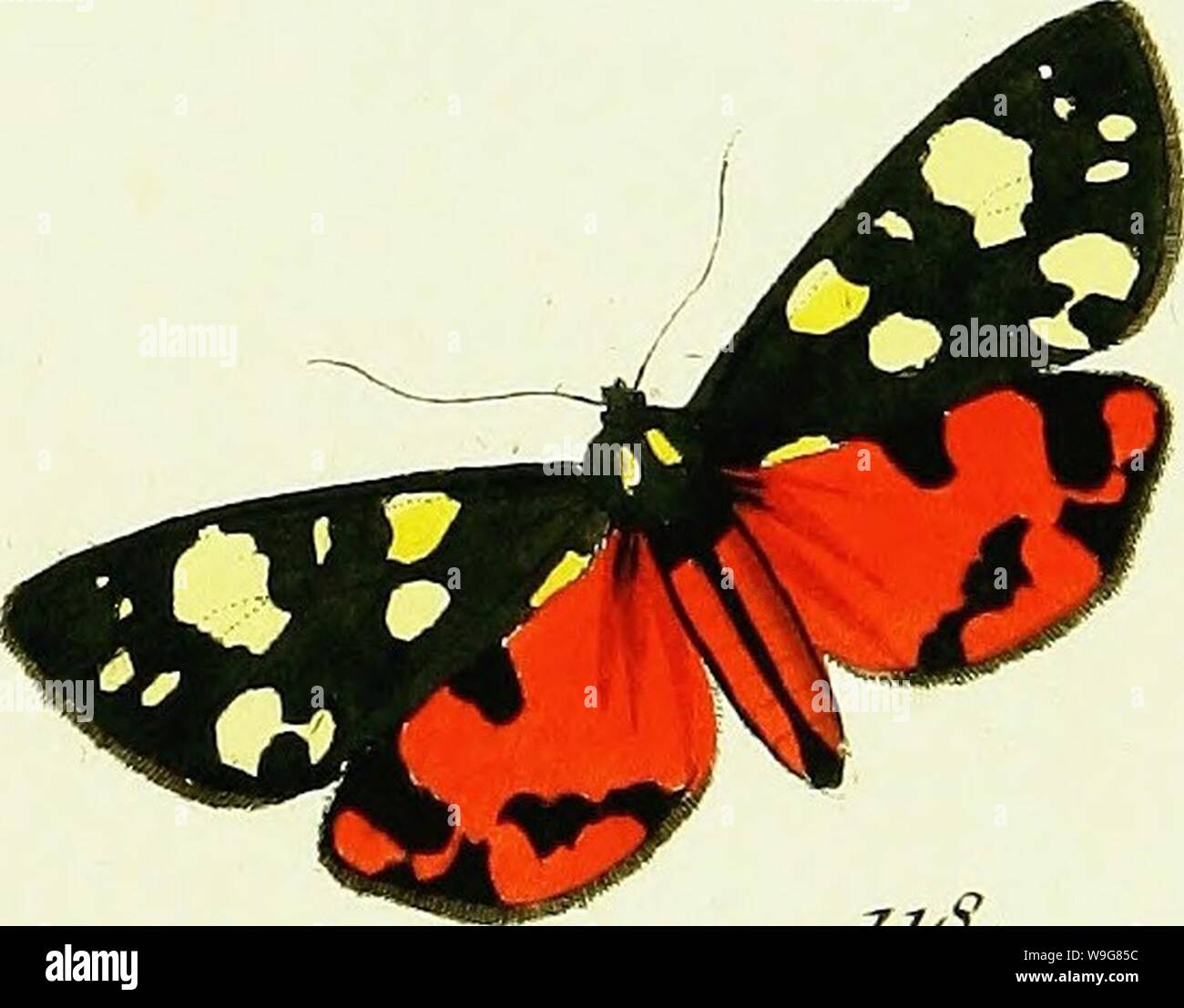 Archive image from page 136 of Hübner's papilio [electronic resource] (1796). Hübner's papilio [electronic resource]  cubiodiversity7643251 Year: 1796 ( c ra  llo. c T,er-a s. £?&gt;« 31'. uS. ZJomina 27, Stock Photo