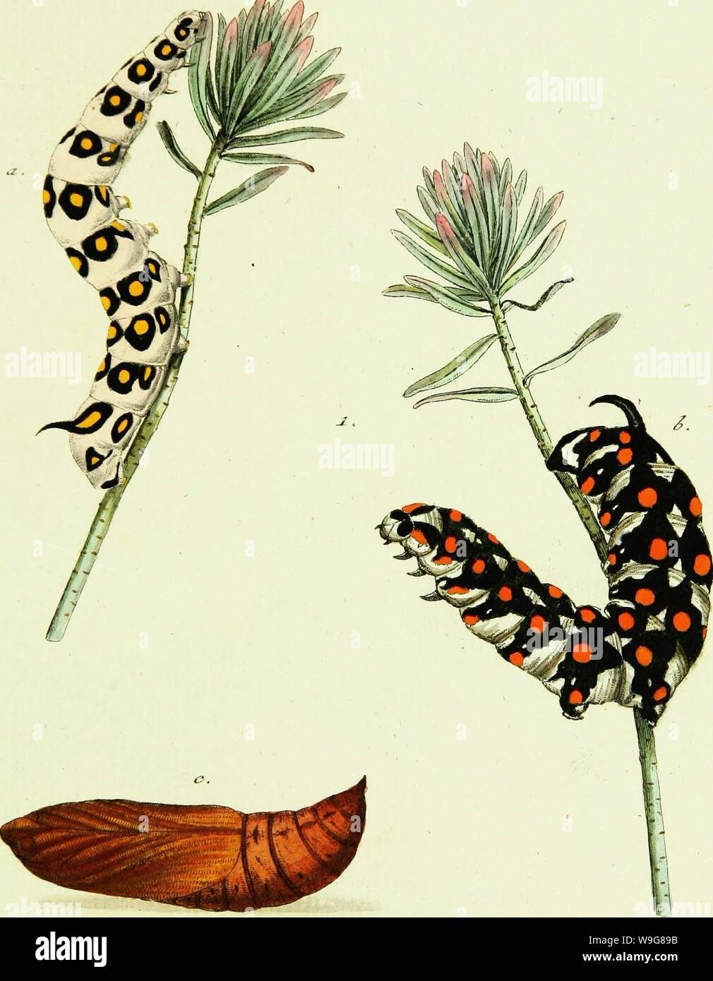 Archive image from page 138 of Geschichte europäischer Schmetterlinge (1806). Geschichte europäischer Schmetterlinge  CUbiodiversity1742385-9607 Year: 1806 ( — «was.. «9. iF: (2 'j&JUkgg.&&lt;t J/f. /rs/T?, ,J5.    Cr. c-. Cz/pa'Z7/ &,ffl Stock Photo