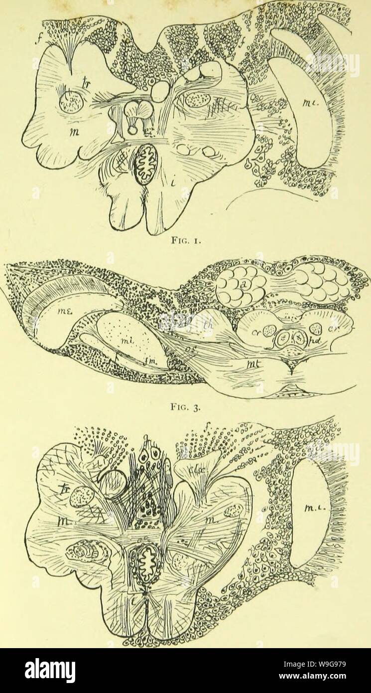 Archive image from page 146 of The anatomy, physiology, morphology and. The anatomy, physiology, morphology and development of the blow-fly (Calliphora erythrocephala.) A study in the comparative anatomy and morphology of insects; with plates and illustrations executed directly from the drawings of the author;  CUbiodiversity4765349-9875 Year: 1890 ( PLATE XXXiri.    Kir.. 2. TlIK BKAIN (i|- TIIR IMACO. Stock Photo
