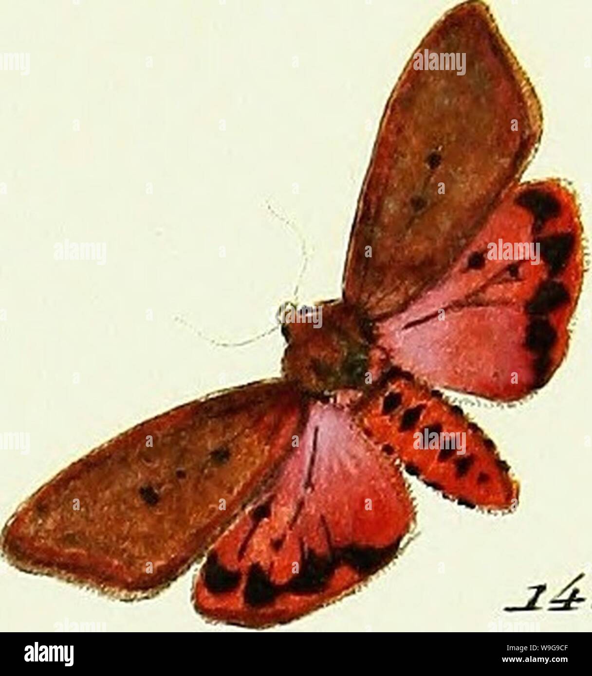 Archive image from page 148 of Hübner's papilio [electronic resource] (1796) Stock Photo