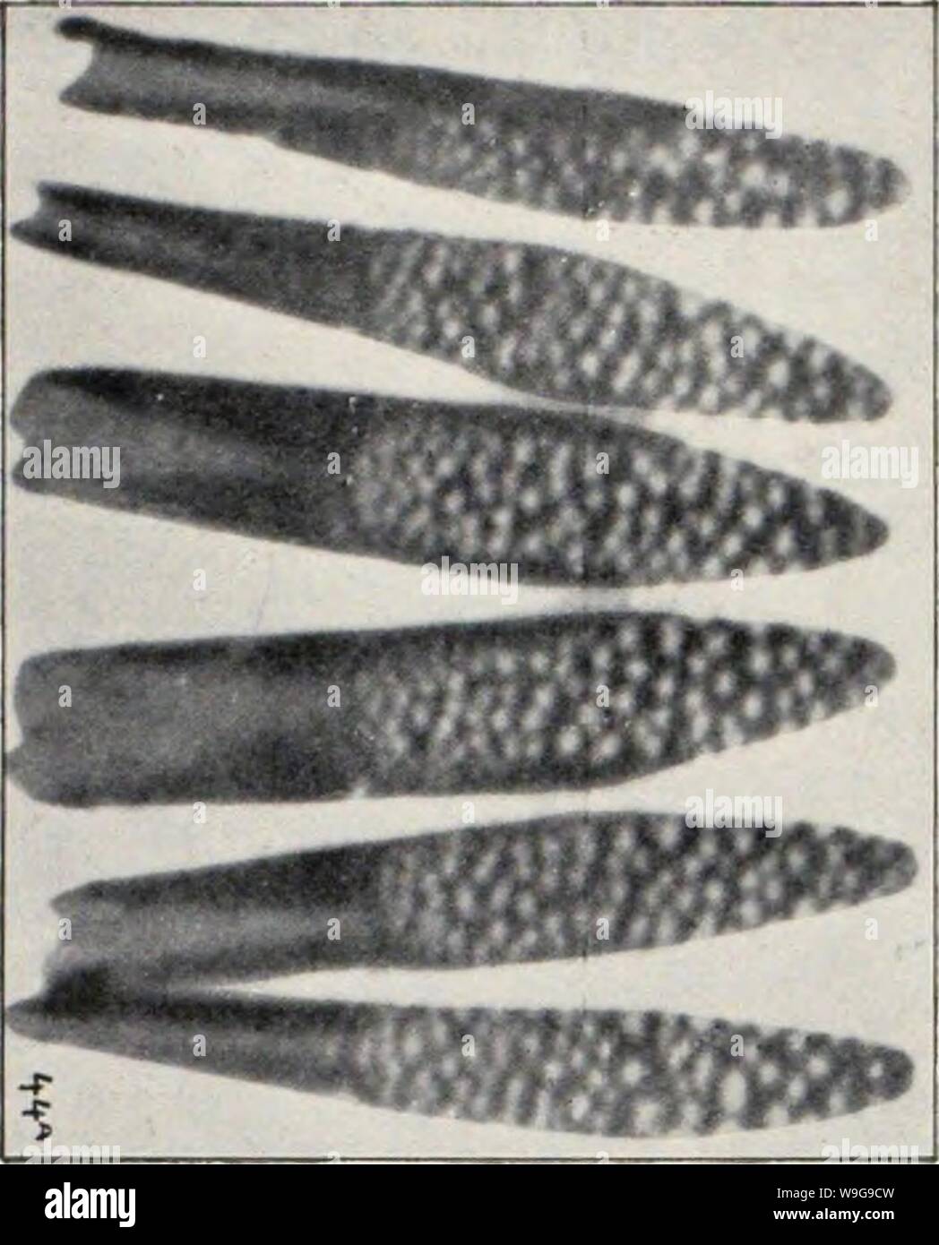 Archive image from page 148 of Os mosquitos no Pará Reunião. Os mosquitos no Pará. Reunião de quatro trabalhos sobre os mosquitos indigenas, principalmente as especies que molestam o homen  CUbiodiversity1124668 Year: 1905 ( Fijs;. I2H.--Desenho (la região iiiiieiior, (lii iiiesiiiii larva, lenileiulo a illiistrar porjiíe- iiores da tuba respiratória no dorso do (horax, e dos tufos de eerdas' ramificada no pri- meiro sejiinento abdominal. liíí    l.&gt;. - l'in uriípo a'e:.les ovos de Mega- rltiniis scparattis, pliotofírapliados com aii- gmento mais forte. As larvas já sahiram, como SP, vê Stock Photo