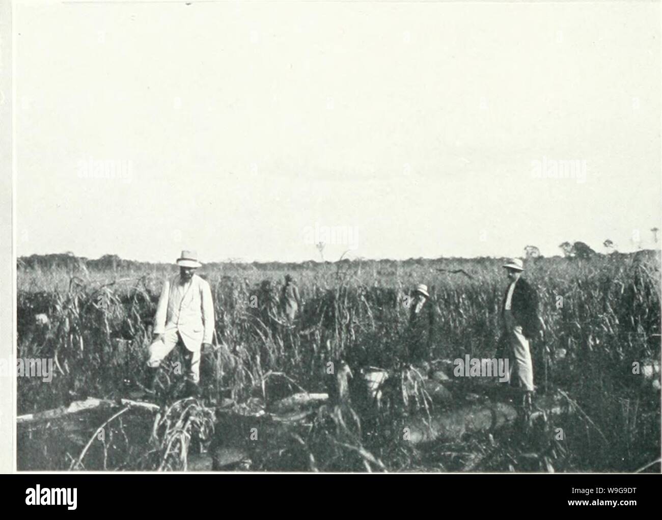 Culture Du Riz High Resolution Stock Photography And Images Alamy