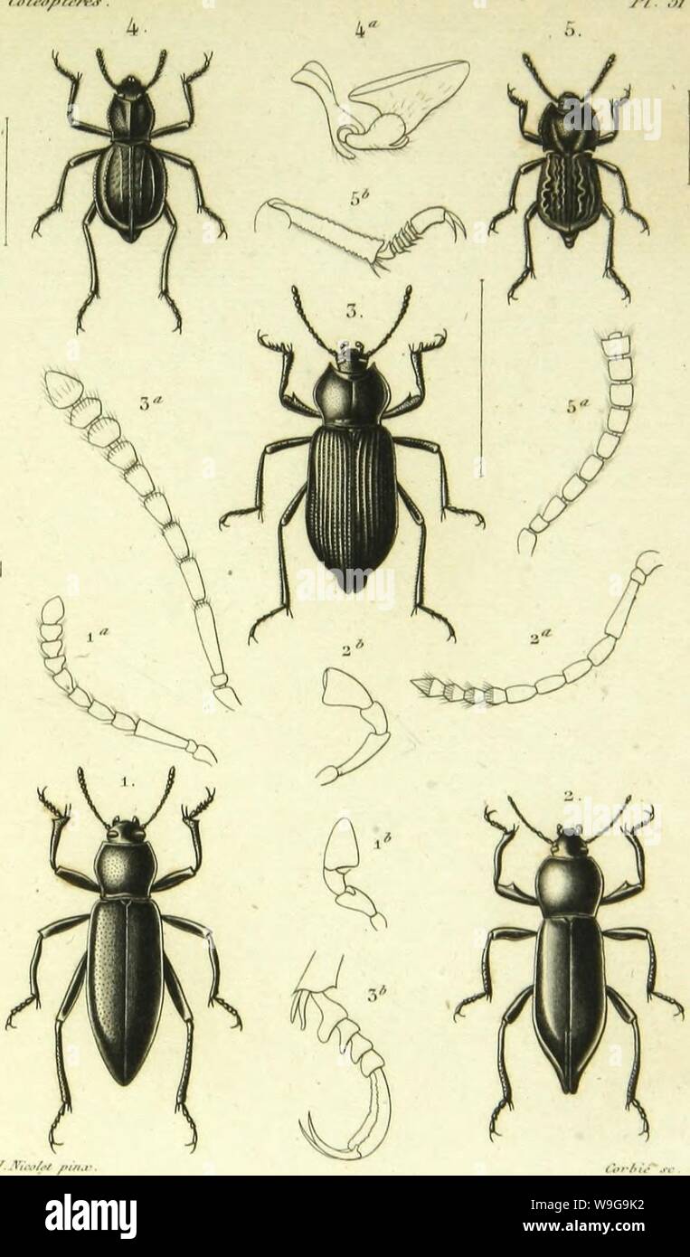 Archive image from page 152 of Histoire naturelle des insectes . Histoire naturelle des insectes : genera des coleopteres, ou expose methodique et critique de tous les genres proposes jusqu'ici dans cet ordre d'insects  CUbiodiversity1128056-9876 Year: 1854 ( /ii/n&gt;/'ft    1, l'',lc(&gt;(l-ni-l â¢S. MÃ'i-.)S&lt;'liati;i iÃ».-.-,|ââiiÂ», /â.,â /Â«,/â //'/w r //Â«/f/h,M- Stock Photo