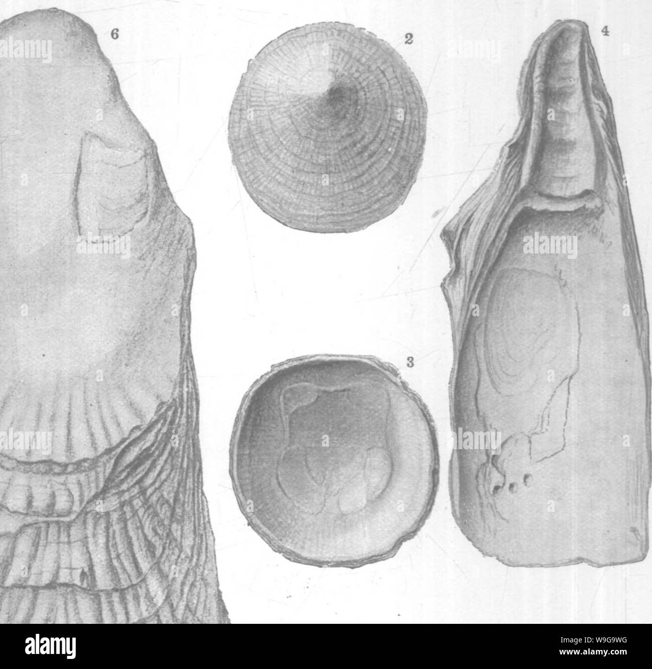 Archive image from page 155 of Mollusca and Crustacea of the Stock Photo