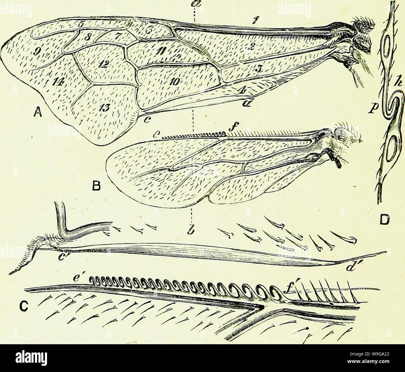 Archive image from page 157 of Bees & bee-keeping; scientific and. Bees & bee-keeping; scientific and practical. A complete treatise on the anatomy, physiology, floral relations, and profitable management of the hive bee  CUbiodiversity1154323 Year: 1886 ( 136 BEES AND BEE-KEEPING. would have been impracticable. This difficulty, how- ever, is exquisitely met by the necessary wing-surface being made up by two pairs, an anterior and a posterior, which lie one over the other in repose, so that they occupy but little space, their two points in position    Fig. 27.—Wings of the Bee, Nervures, Cells Stock Photo