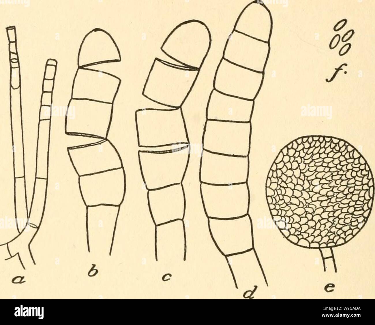 Archive image from page 161 of The culture and diseases of. The culture and diseases of the sweet pea  culturediseaseso01taub Year: 1917 ( n6 DISEASES OF THE SWEET PEA    fig. 14. a Endospores. b c Chlamydospores breaking up into individual spores, d Chlamydospores un- broken, f Ascospores. e single perithecium. with a somewhat swollen base and a long tapering cell. The endospores are formed in the apex of this terminal cell and are pushed out of the ruptured end by the growth of the unfragmented protoplasm of the base. They are hyaline, thin walled, and oblong to linear in shape. The chlam- Stock Photo