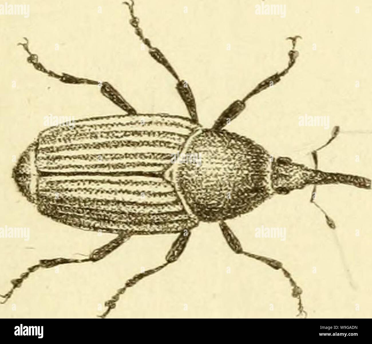 Archive Image From Page 162 Of Curculionidae 1800 Curculionidae Curculionidae01stur Year 1800 V 1 C Ci F 4 L Stock Photo Alamy