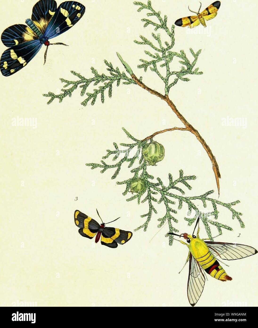Archive image from page 164 of Natural history of the insects Stock ...