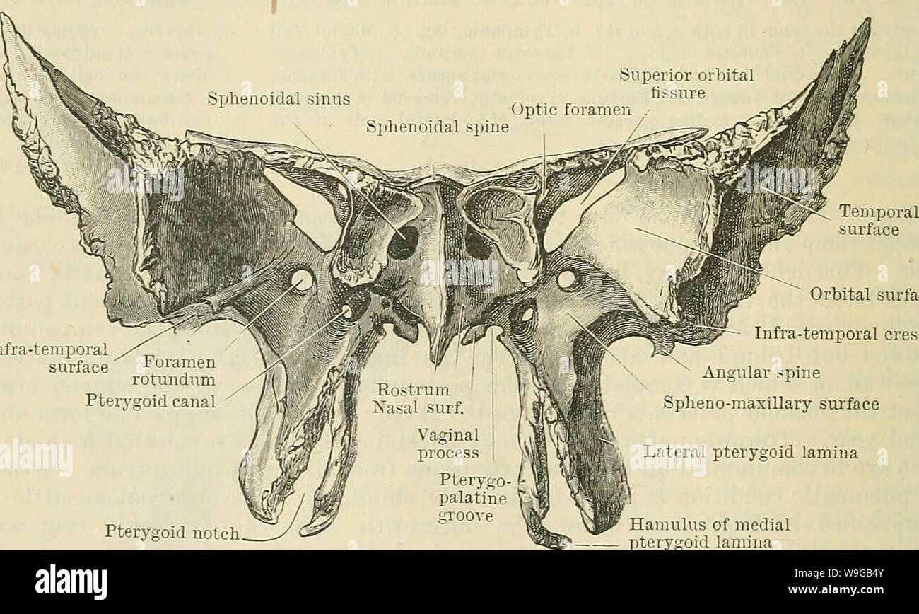 Archive image from page 167 of Cunningham's Text-book of anatomy (1914). Cunningham's Text-book of anatomy  cunninghamstextb00cunn Year: 1914 ( Foramen rotund um Groove for auditory tube Petrosal process Pterygoid canal Lateral lamina of the pterygoid process Medial lamina of the pterygoid process Superior orbital fissure Spina angularis Lingula sphenoidalis Scaphoid fossa Pterygoid fossa Fig. 144. Pterygoid notch Hamulus of medial pterygoid lamina -The Sphenoid seen from behind. is usually deflected to one or other side of the median plane. Each sinus extends laterally for a short distance i Stock Photo