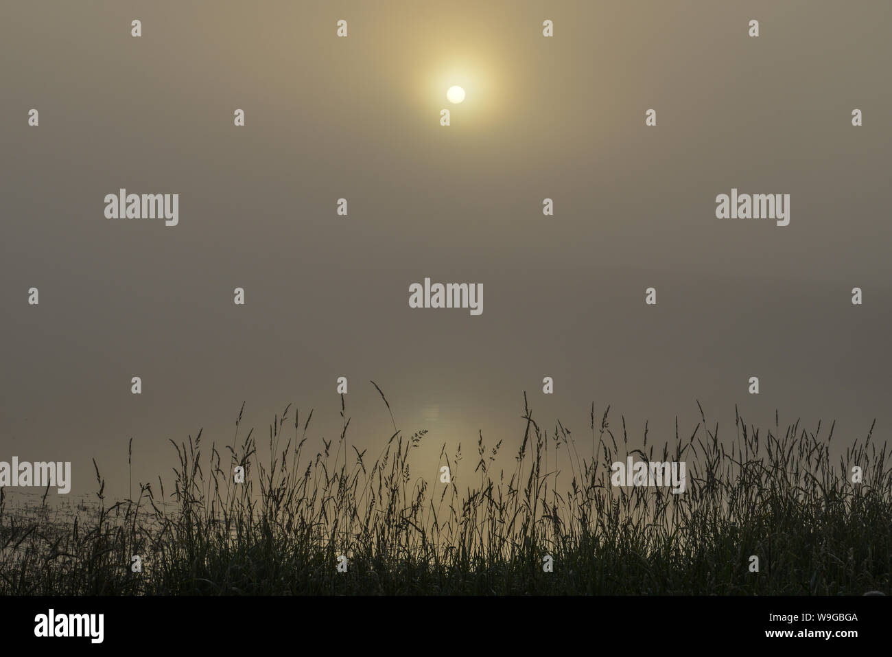 Reeds silhouetted against rising sun Stock Photo