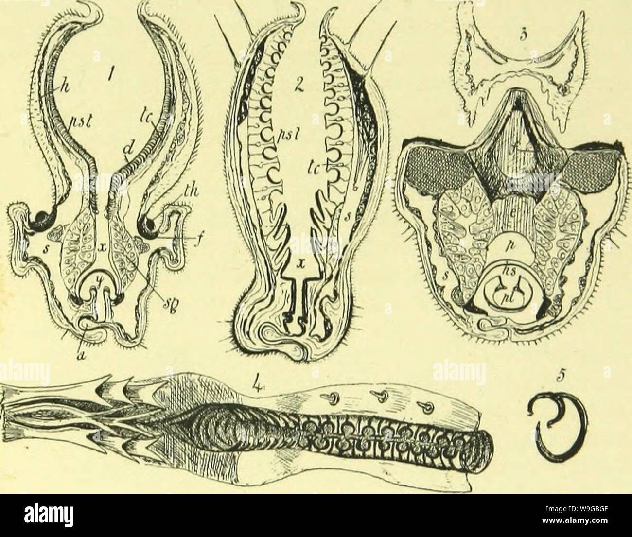 Fly Proboscus Archive image from page 170 of The anatomy, physiology, morphology and ...