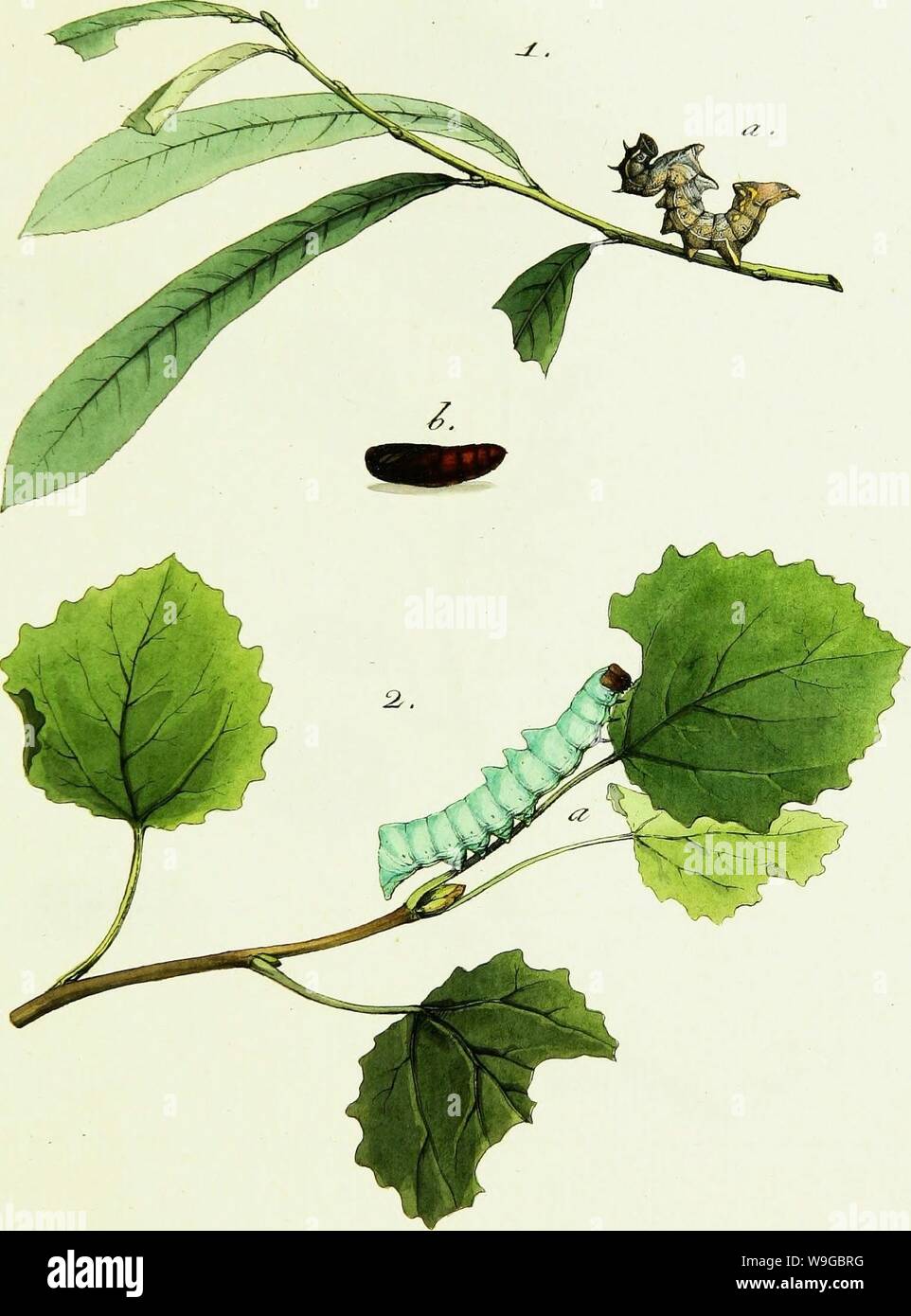 Archive image from page 172 of Geschichte europäischer Schmetterlinge (1806). Geschichte europäischer Schmetterlinge  CUbiodiversity1742385-9607 Year: 1806 ( Jh. W, &lt;n)Tt. J&. M-om&tces, T. vJjbhhpo®,, Q     i . a . -6. pÄi&f . Stock Photo