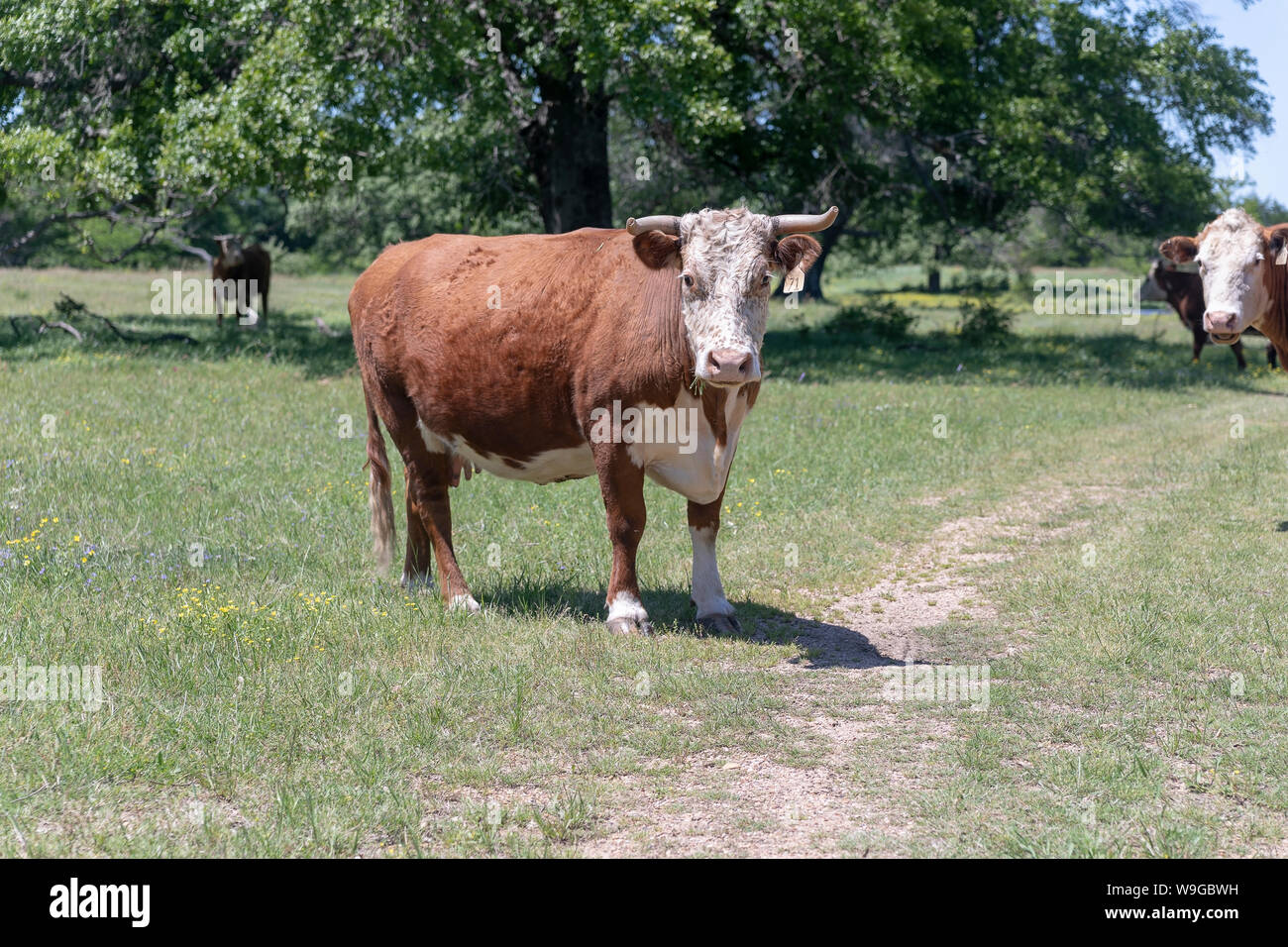 Cows on a Farm Stock Photo