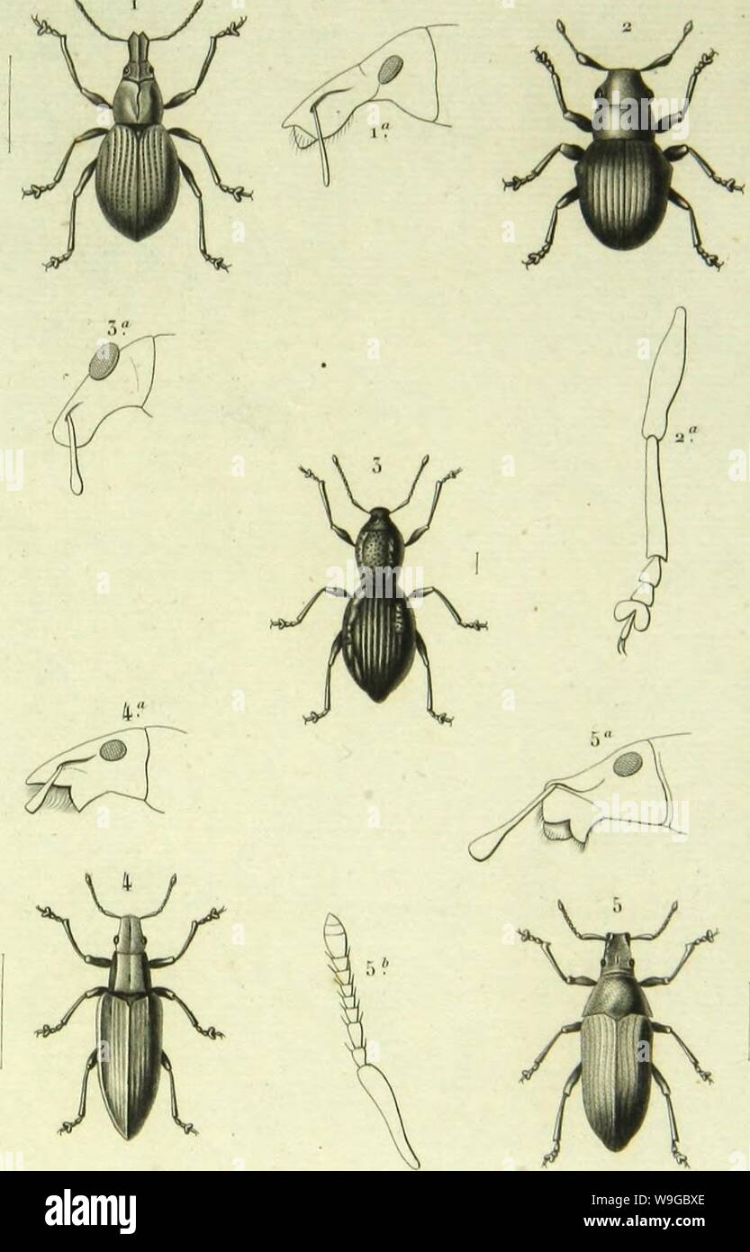 Archive image from page 174 of Histoire naturelle des insectes . Histoire naturelle des insectes : genera des coleopteres, ou expose methodique et critique de tous les genres proposes jusqu'ici dans cet ordre d'insects  CUbiodiversity1128056-9876 Year: 1854 ( CilU'Opl'cfl-.t PI. 6a.    1 Cnlapionus lu.sili&lt;.i,Â» .w,y, 5 Sravgops cyolopÂ» ,IV/.A, 2 l'Ialvcopi'S spniluilnius AU,  l.issoi-hiiius Kryi ,Wi/.. 5 Apoloimull'I'CS nllM.ailÂ» /.,!.â .n ,71. Stock Photo