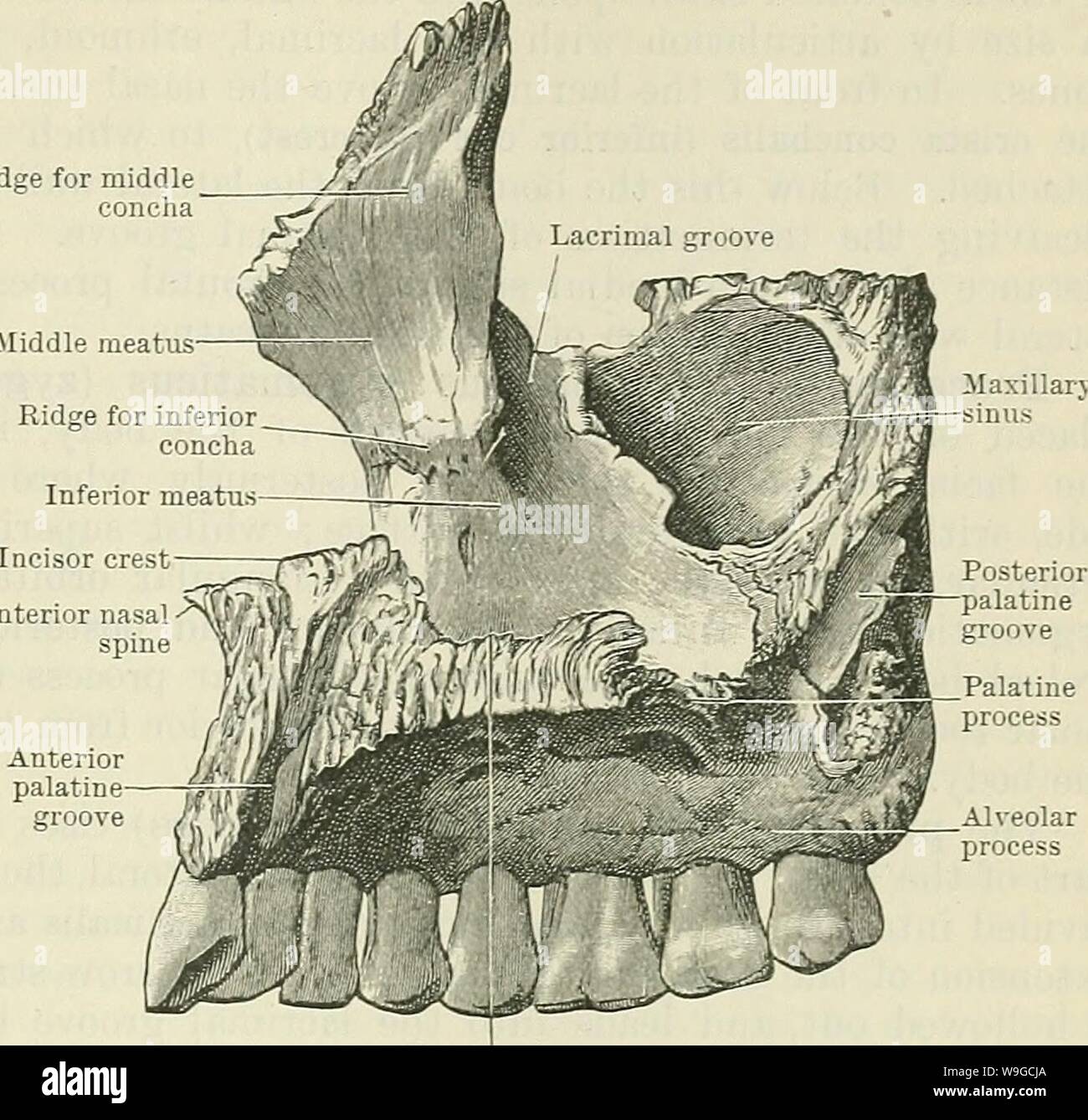 Archive image from page 180 of Cunningham's Text-book of anatomy (1914). Cunningham's Text-book of anatomy  cunninghamstextb00cunn Year: 1914 ( THE MAXILLAEY BONES. 147 or postero - lateral surface is separated above from rounded free edge, which forms the anterior margin Ridge for middle concha Middle meatus Frontal process    Anterior nasal spine Palatine process Fig. 158.—The Right Maxilla (Medial Aspect). The infra - temporal the orbital aspect by a of the inferior orbital fissure in the articulated skull. Inferiorlyand an- teriorly it is separated from the anterior surface by the zygomati Stock Photo