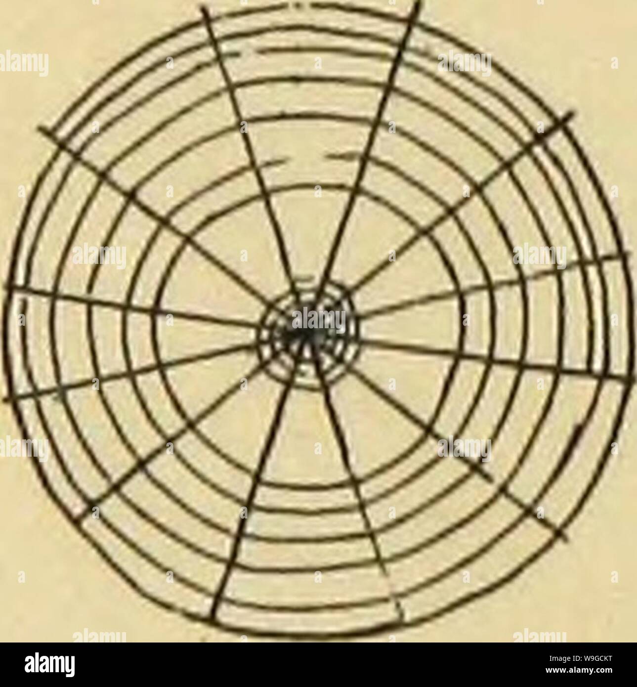 Archive image from page 181 of American spiders and their spinning. American spiders and their spinning work. A natural history of the orbweaving spiders of the United States, with special regard to their industry and habits  CUbiodiversity1121211-9742 Year: 1889 ( Stock Photo