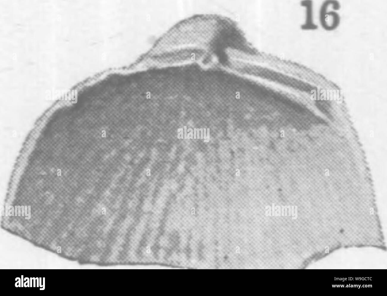 Archive image from page 182 of Mollusca and Crustacea of the Stock Photo