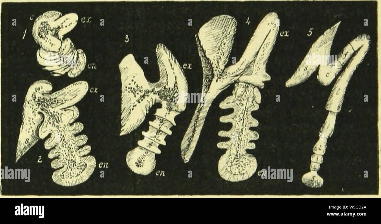 Five fly insects hi-res stock photography and images - Alamy