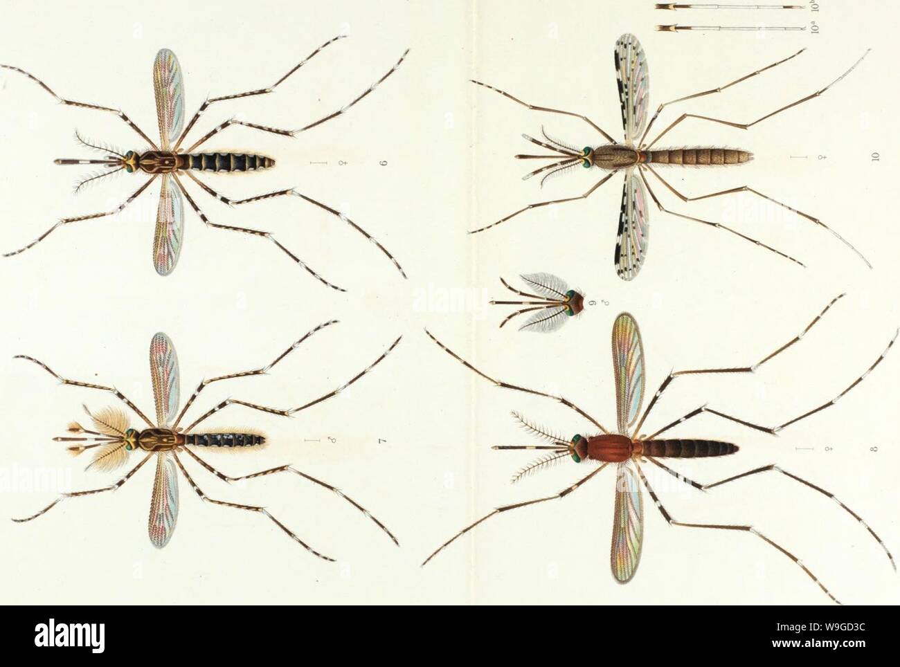 Archive image from page 185 of Os mosquitos no Pará Reunião. Os mosquitos no ParaÌ. ReuniaÌo de quatro trabalhos sobre os mosquitos indigenas, principalmente as especies que molestam o homen  CUbiodiversity1124668 Year: 1905 ( u 0 o CO Â£ '5 cr to o CO &lt; .9r u c cu to o    â  o. lo 15 O) ca M tÃµ 'Â« Â« be bC bC &lt; &lt; &lt; ti &lt;u Oi j: J= J= a c. o. bÃ-i bo W) iC iÃº Ã-lI ?::- â ââ¢ Ââ¦â¢'xj Ãµ Ãµ  2  Â«1 (fi t t &gt;&gt;.&gt;&gt;&gt;&gt; JZ JZ JZ  k. u u u 0  o o o 'c c c c 01 at  &lt;u cQ Cd nS cj f- e- E- 6- vO t 00 o bÂ£ bÂ£ Ã) tiÃ iu (L. E E Stock Photo
