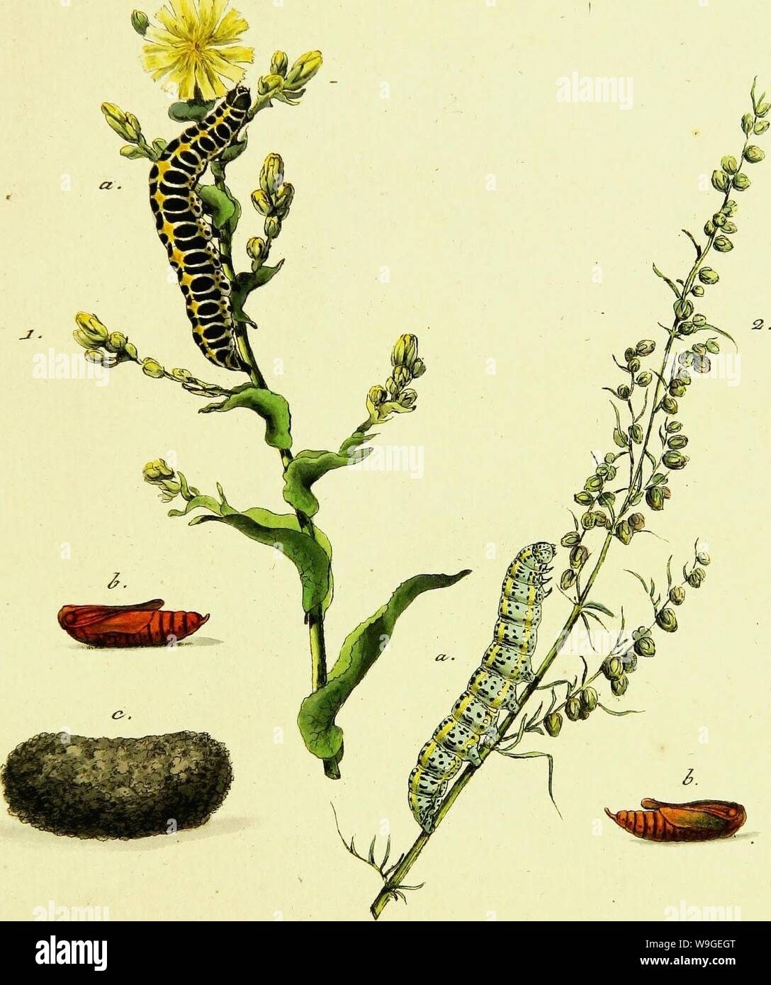 Archive image from page 200 of Geschichte europäischer Schmetterlinge (1806). Geschichte europaÌischer Schmetterlinge  CUbiodiversity1742385-9606 Year: 1806 ( â-art&gt;tz& &/?e.ntx)ox&gt;t-. JJ/7 y-voc/tuxz-e, JT. â¢tUJ/ltZ& . V . o. C-. V. 6.    &. &. ÃicÂ£lÂ£6 .2. a. â &lt;?â¢ &anace&&lt;. Stock Photo