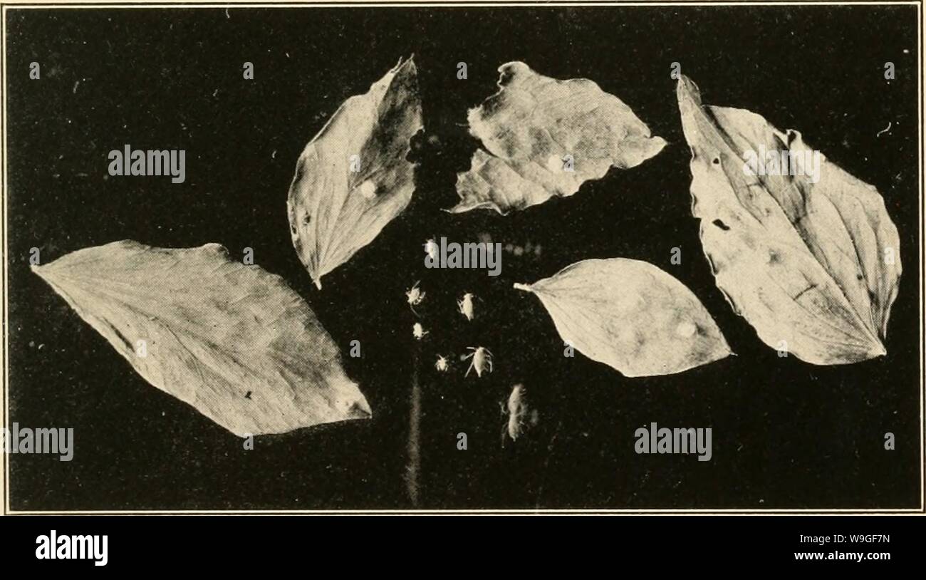 Archive image from page 208 of The culture and diseases of. The culture and diseases of the sweet pea  culturediseaseso01taub Year: 1917 ( Fig. 29.—Pure culture of the streak organism, Bacillus lathy ri.    Fig. 30.—Sweet Pea aphis parasitized by a fungus, Empusa aphidis. Stock Photo