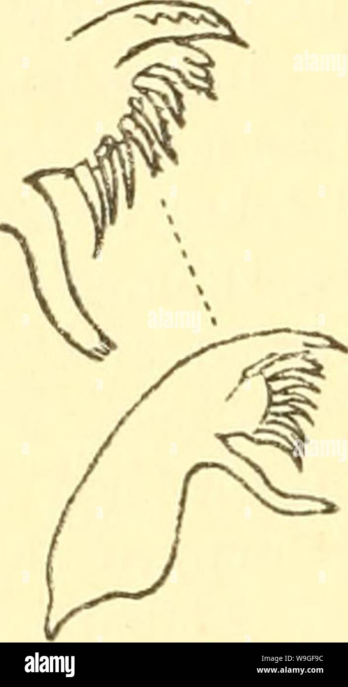 Archive image from page 209 of Cumacea (Sympoda) (1913) Stock Photo