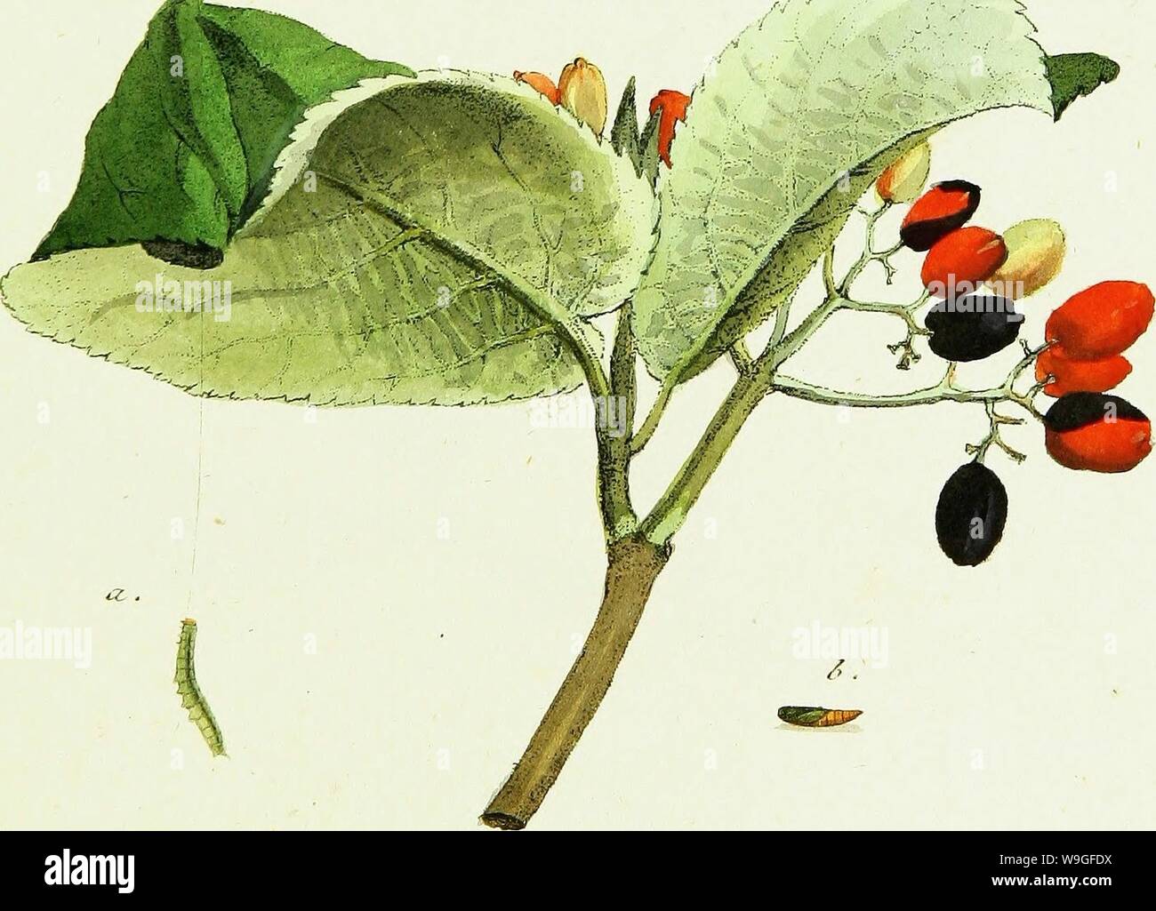 Archive image from page 210 of Geschichte europäischer Schmetterlinge (1806). Geschichte europaÌischer Schmetterlinge  CUbiodiversity1742385-9605 Year: 1806 ( u â a â 6 ', C. &/JZ/U& â . a, /'. c?zm?nn&lt;z Stock Photo