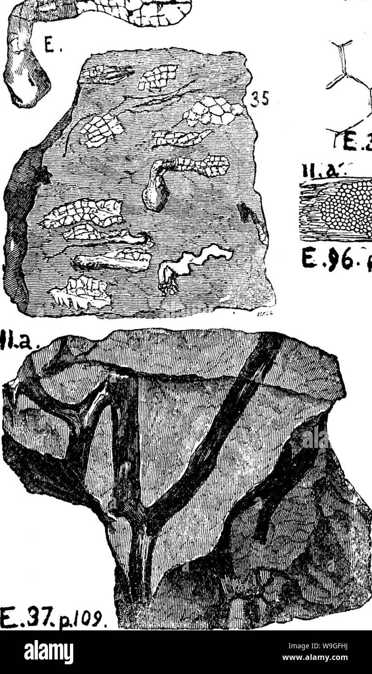 Archive image from page 213 of A dictionary of the fossils Stock Photo