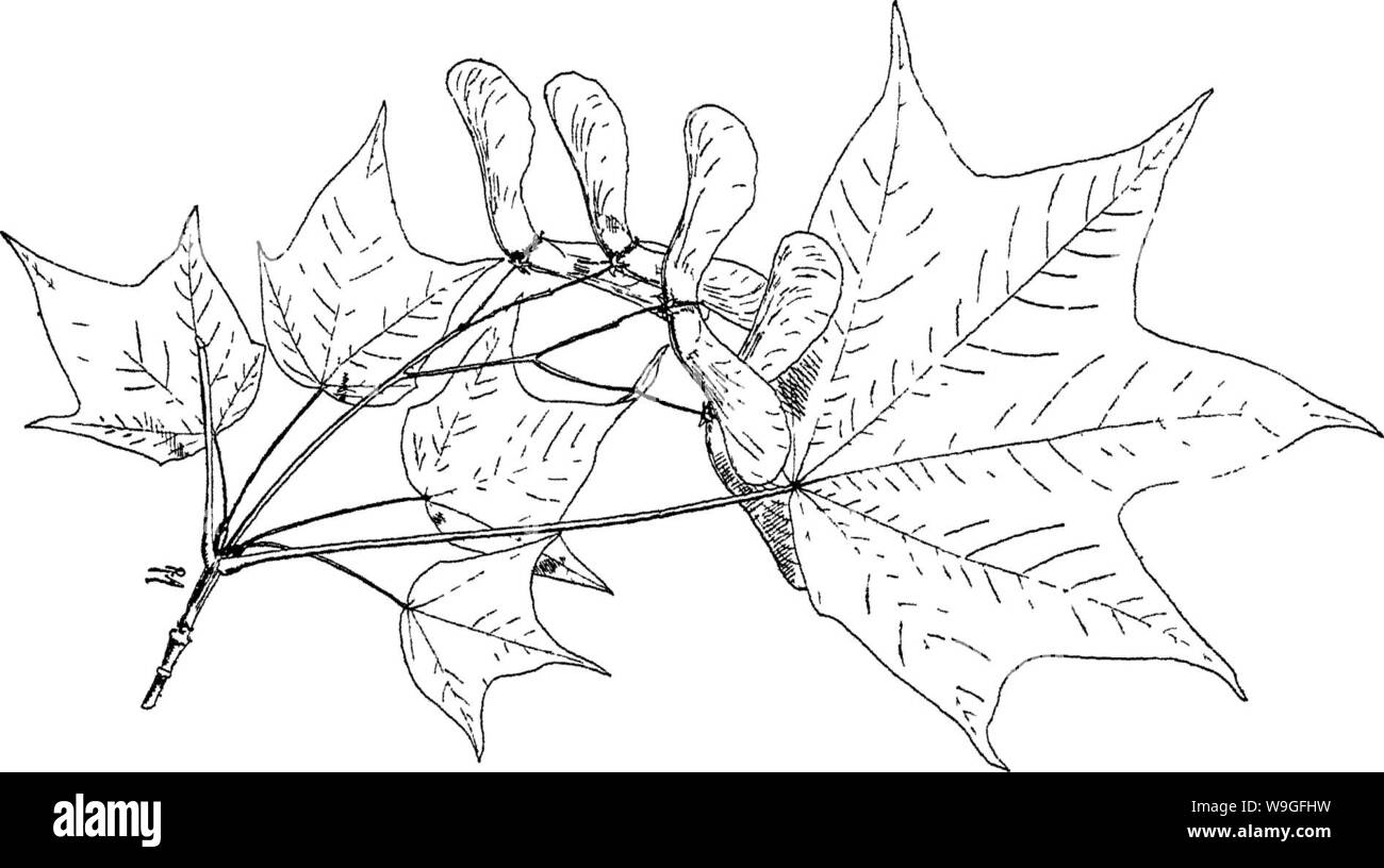 Archive image from page 213 of Indian trees an account Stock Photo