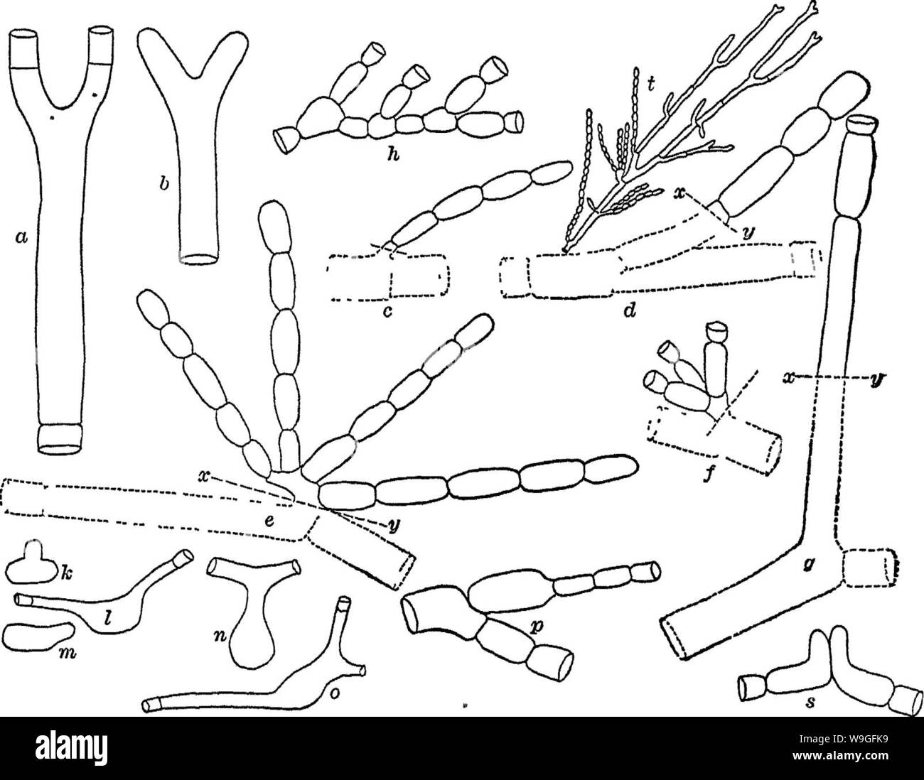 Archive image from page 213 of Bacteriology and mycology of foods Stock Photo