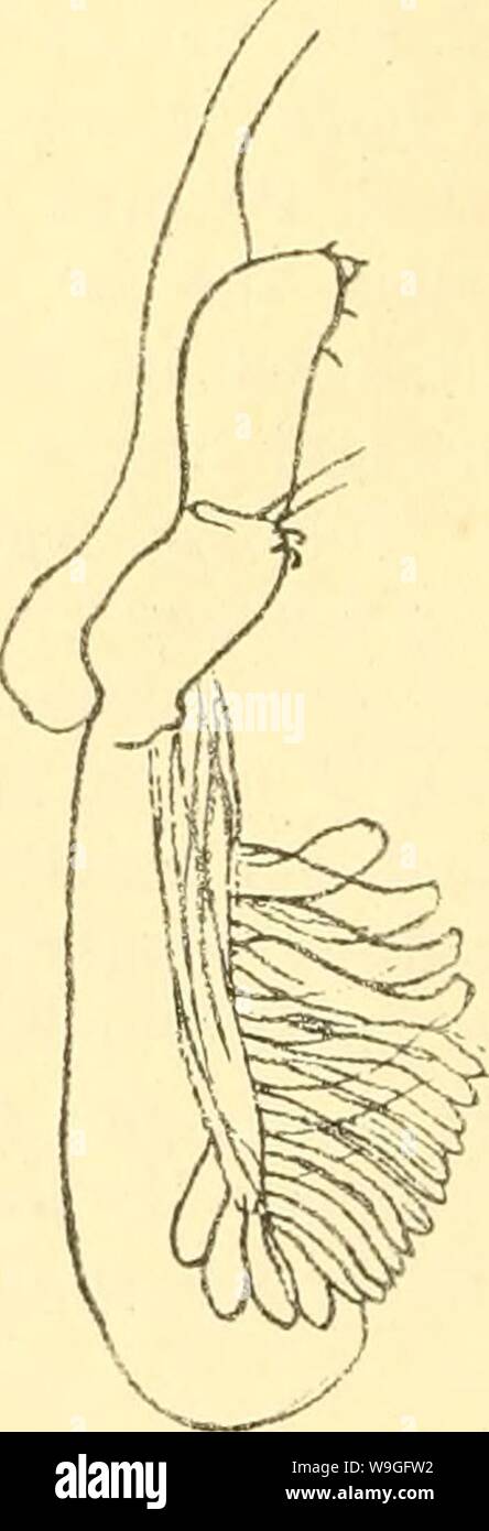 Archive image from page 217 of Cumacea (Sympoda) (1913) Stock Photo