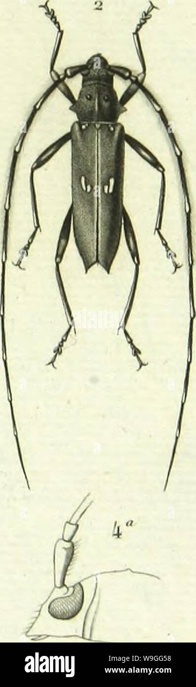 n54_w1150 | Entomologie, ou, Histoire naturelle des insectes