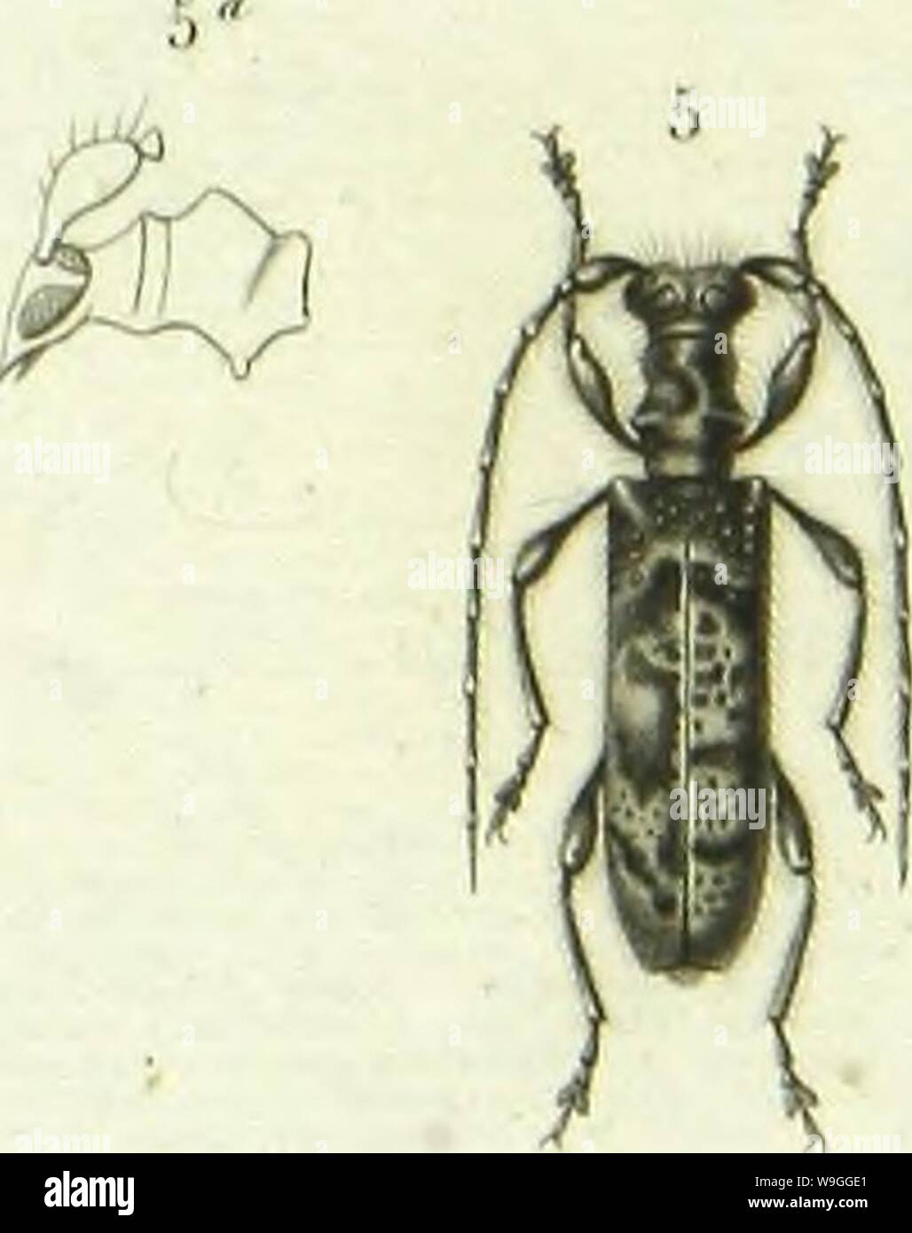 Archive image from page 224 of Histoire naturelle des insectes . Histoire naturelle des insectes : genera des coleopteres, ou expose methodique et critique de tous les genres proposes jusqu'ici dans cet ordre d'insects  CUbiodiversity1128056-9876 Year: 1854 ( Ã    MÃ®llloCCPa l.;i&lt;âr;â¢/. ' |Ã®cllicl|ll[ll .iii.ilriiiiii. /Â»/.Â«â I.inili/.oln vn.nln. /'Â».n-, 4 (':illi&lt;l|i.|iÂ»is .â ..â iil.-IUi-i.-,, /v//!/-. .'1. TcsSilI'IMll.l ilixl.iliiiii y,;,,,,,- Stock Photo