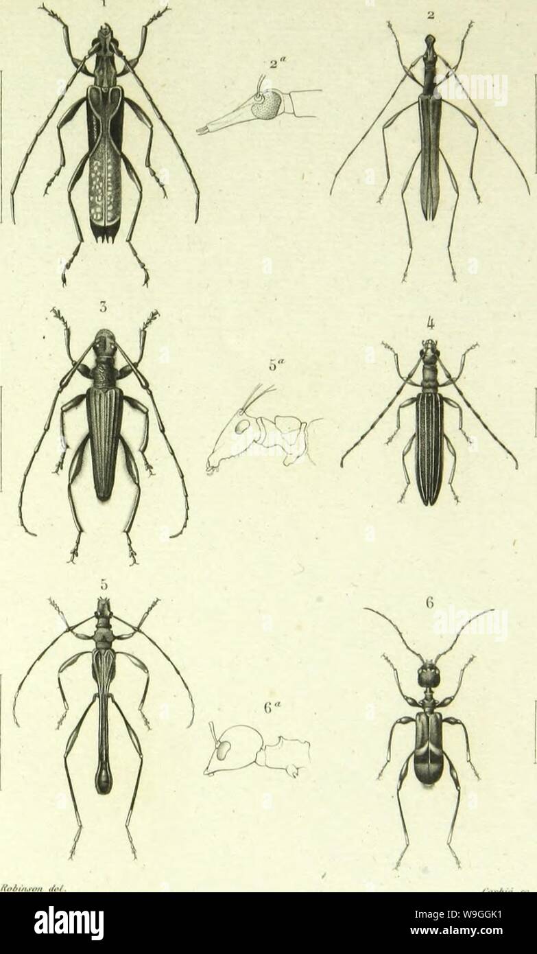 Archive image from page 226 of Histoire naturelle des insectes . Histoire naturelle des insectes : genera des coleopteres, ou expose methodique et critique de tous les genres proposes jusqu'ici dans cet ordre d'insects  CUbiodiversity1128056-9876 Year: 1854 ( Colcttntt'r    1 lil'aciUllIuiK li'imijjlilana.//Â»/. Ithiiioplilaliniis imMiius../&gt;'/i/W'. .'. l!lKljjil)IM()r|)lia l.-|.lnâ¢iil.-../J'Â»krÂ«'.  SvIlilllS i&gt;-.-liiÂ»..lVw/Â» .') Miicj-oncN caiiiu) /}(.-Â». (â ) Anu'lr(.cc|iliala ,â;,â â/;,.Â« Stock Photo