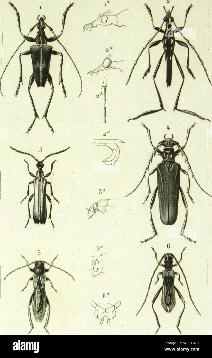 Archive image from page 228 of Histoire naturelle des insectes . Histoire naturelle des insectes : genera des coleopteres, ou expose methodique et critique de tous les genres proposes jusqu'ici dans cet ordre d'insects  CUbiodiversity1128056-9876 Year: 1854 ( ('oUof}t('rod- •    I CapuolTiiunn Sysiuin./'« 2 Ooalemia i-ij-ilans./im-. n l'.nhirs ,r...nlu»./V,-.  Dcjtllùra quadripuutlatii. 7&gt;4 CllorotllVSf vns))ann./'.Ky. (i l's.-hium lM&lt;-ni,o„no &lt;&lt; /',i.»-. Stock Photo