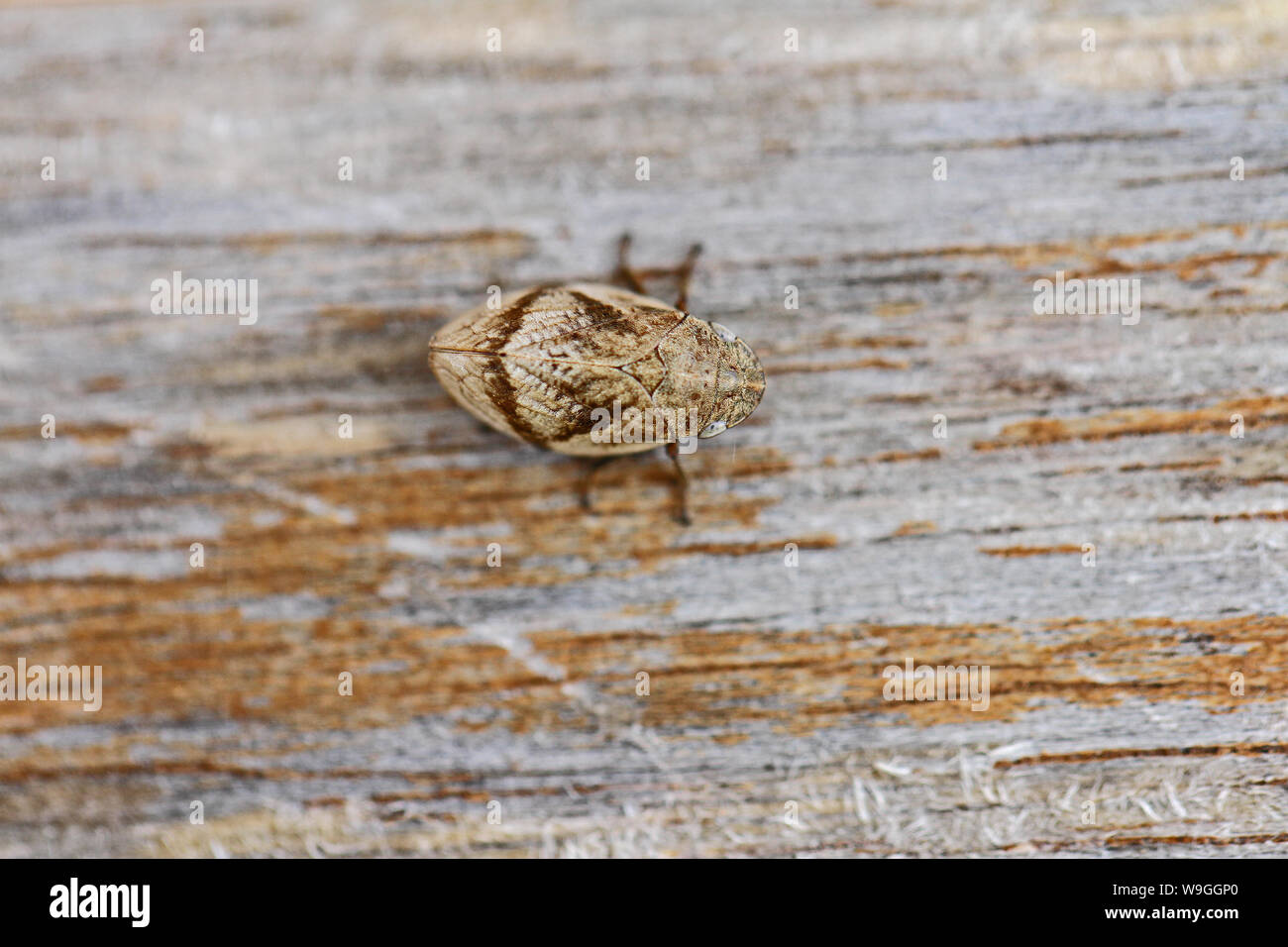 adult meadow froghopper or spittlebug Latin name philaenus spumarius serious olive pest for xylella fastidosa disease on a wooden surface in Italy Stock Photo