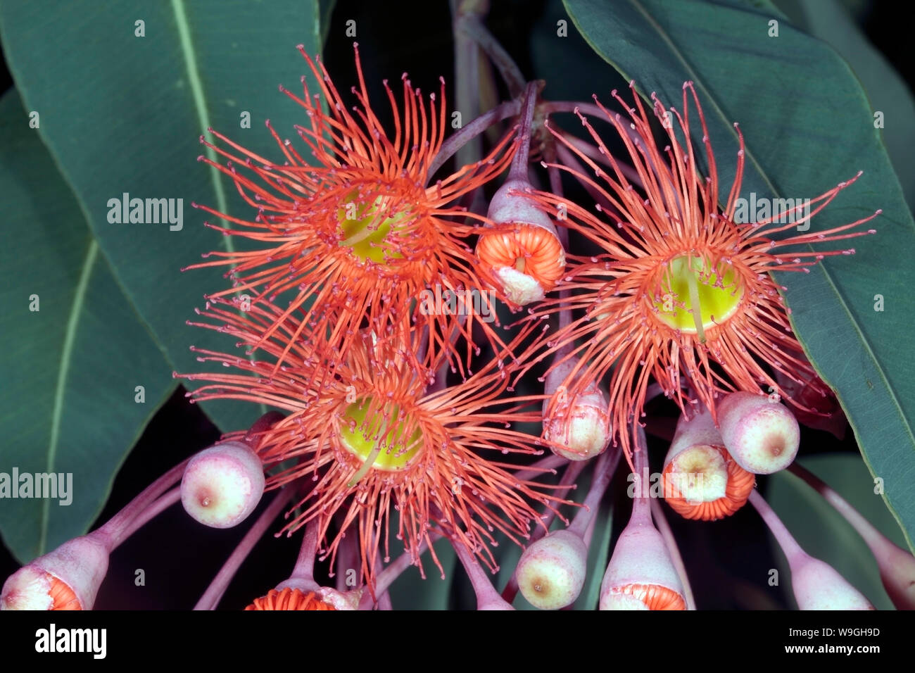 Close-up of flowers of Red-flowering gum tree- Eucalyptus ficifolia- Family Stock Photo