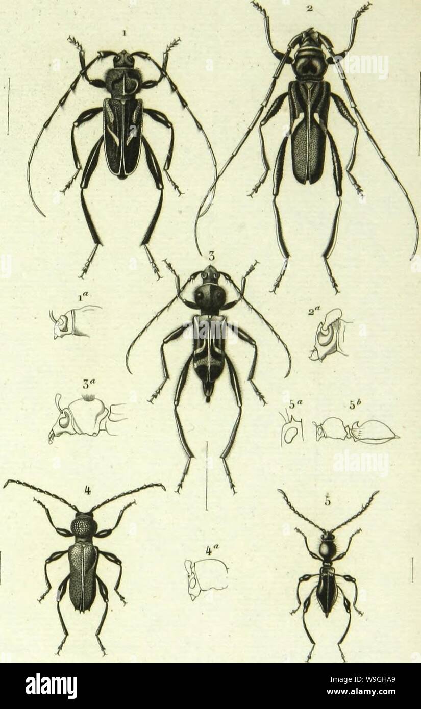 Archive image from page 234 of Histoire naturelle des insectes . Histoire naturelle des insectes : genera des coleopteres, ou expose methodique et critique de tous les genres proposes jusqu'ici dans cet ordre d'insects  CUbiodiversity1128056-9876 Year: 1854 ( ( 'oicopfèriF. PI. 92,    1 'lypluxcsis Mmlouvi./!a.v, ;, Cv.livs dioplilainms./)i,v. 2 Comp.souKfn rL-jamw-ima. /{//. 4, Kpi|),-,loCei-a cr,i,-i.Hil,i./'ar Clvlcllus IIK-Ilioroidc». »;ir/li. Stock Photo