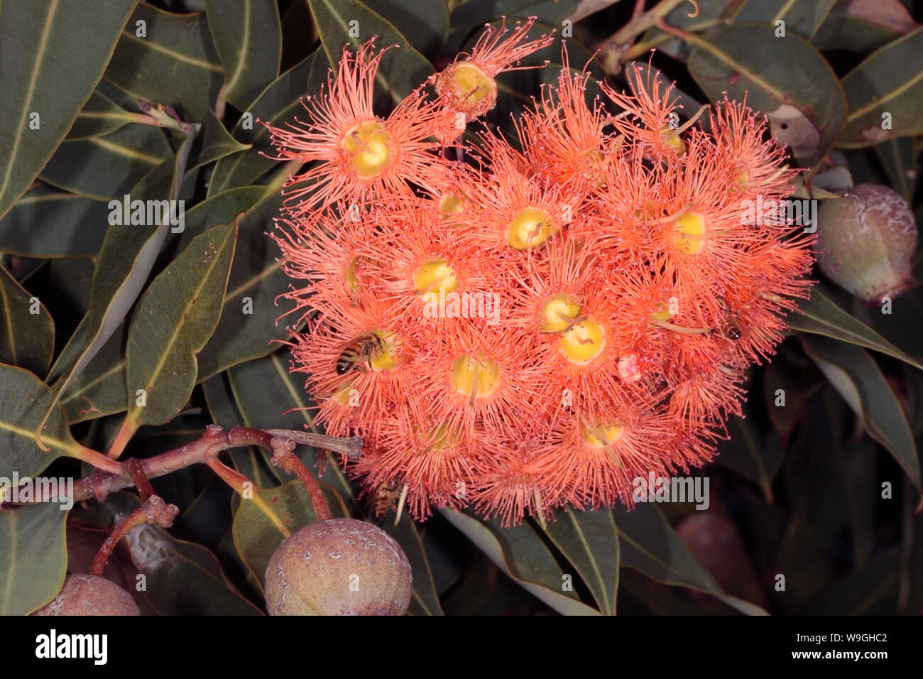 Close-up of flowers of Red-flowering gum tree- Eucalyptus ficifolia- Family Stock Photo