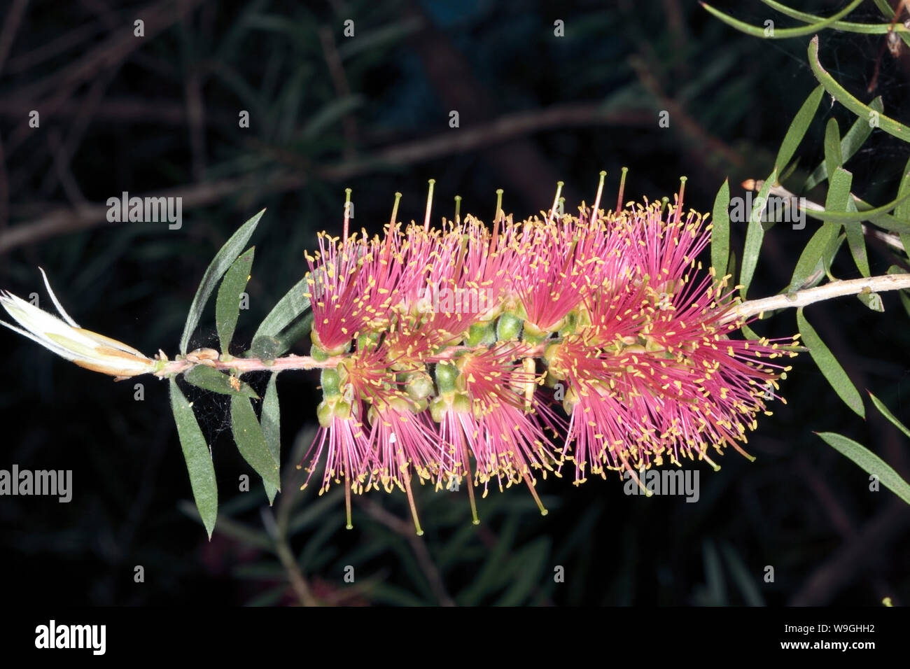 Close-up of flower spike of Melaleuca - Family Myrtaceae Stock Photo