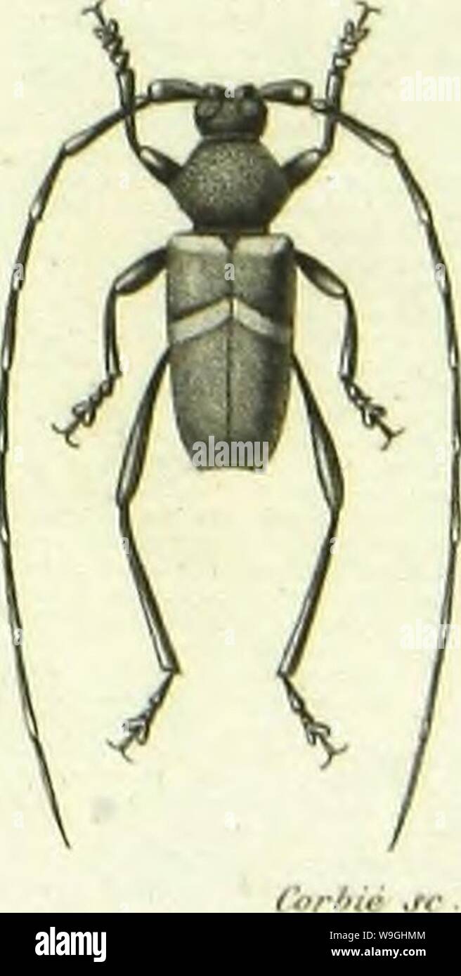 Archive image from page 238 of Histoire naturelle des insectes . Histoire naturelle des insectes : genera des coleopteres, ou expose methodique et critique de tous les genres proposes jusqu'ici dans cet ordre d'insects  CUbiodiversity1128056-9876 Year: 1854 ( 1 l'lei'a('a.iitlia (ii»cinla..4f-«M 2 KvaridoP KMiMiri: .') Slcnoplislc» Toiiiiuimkii.l'.V/ /|. Oxoplus oiimliooUis./ffr. .KlIlCClM'US MI»o.,ii.//TOVi, Stock Photo