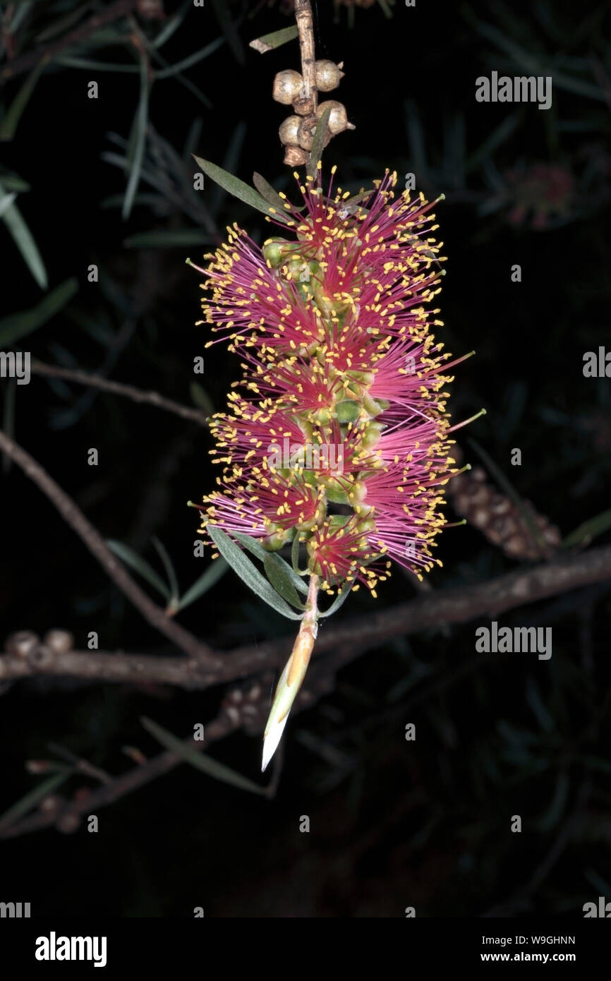 Close-up of flower spike of Melaleuca - Family Myrtaceae Stock Photo