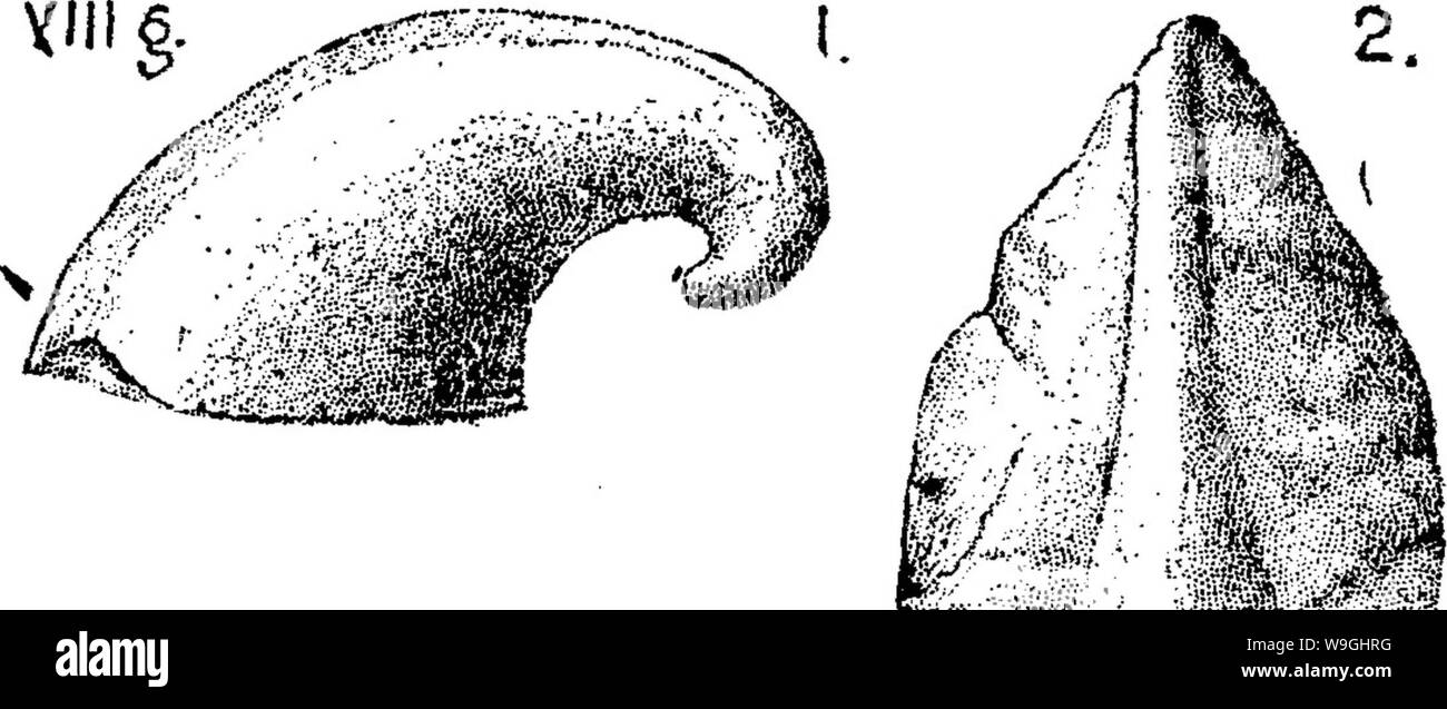Archive image from page 240 of A dictionary of the fossils Stock Photo