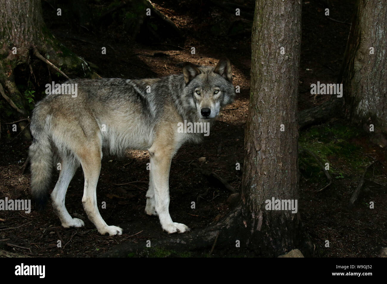 Real Timberwolf Beautiful female timber wolf hi-res stock photography and images - Alamy