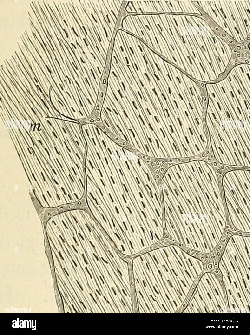 Archive image from page 252 of Cursus der normalen Histologie zur. Cursus der normalen Histologie zur EinfÃ¼hring in den Gebrauch des Mikroskopes, sowie in das practische Studium der Gewebelehre  cursusdernormale00orth Year: 1888 ( Der Verdauunffskanal. â 233 AuswÃ¼chse der Schleimhaut dar, welche ihrer Hauptmasse nach aus Chylus- und BlutgefÃ¤ssen, sowie grÃ¶sstentheils lÃ¤ngs gestellten glatten Muskelzellen bestehen und nur wenig Bindegewebe ent- halten, wÃ¤hrend die Falten vorzugsweise Producte der Submucosa sind. Sehr interessant sind auch am Darme die Kreislaufs- verhÃ¤ltnisse, sowie die Stock Photo