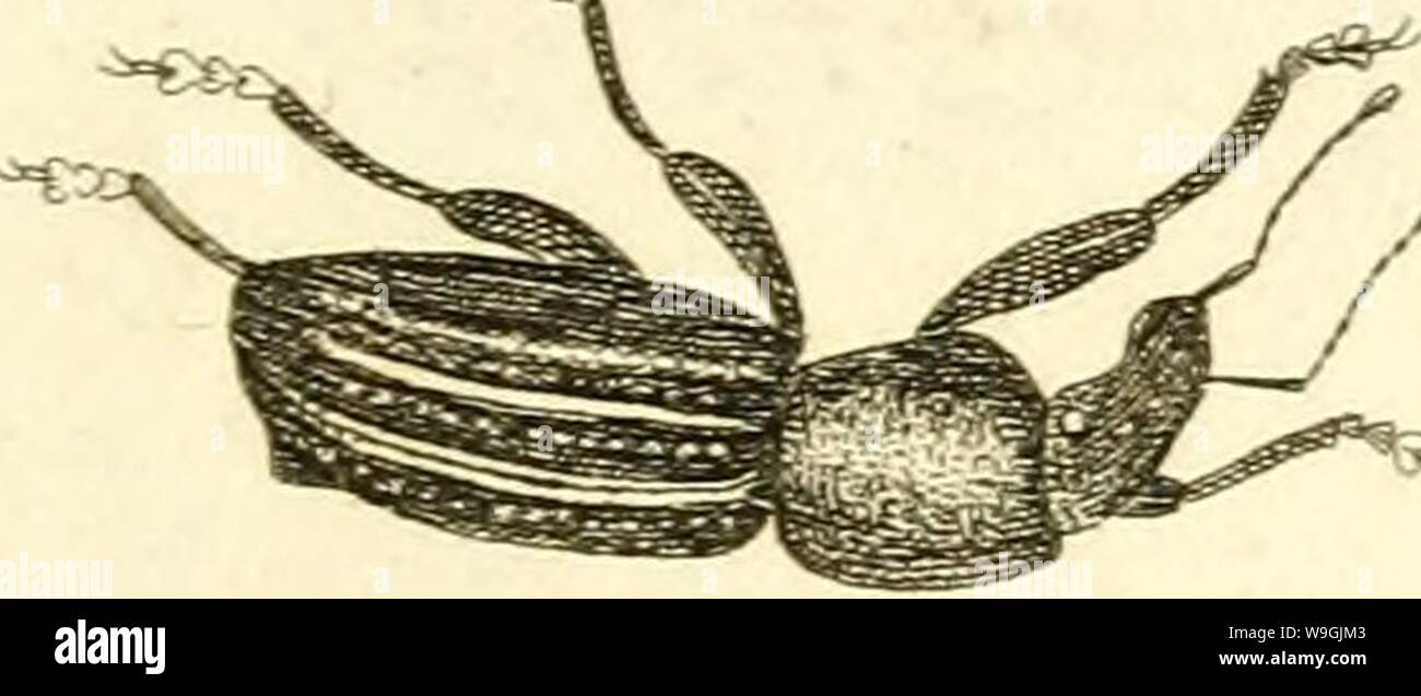 Archive image from page 254 of [Curculionidae] (1800) Stock Photo