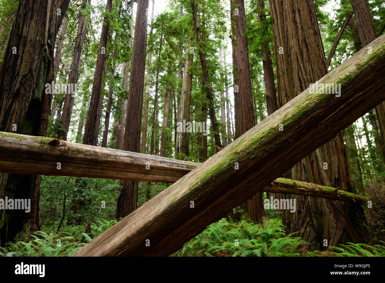 The Cheatham Grove of ancient redwood trees near Crescent City, California is where the speeder chase scenes from Return of the Jedi were filmed. Stock Photo